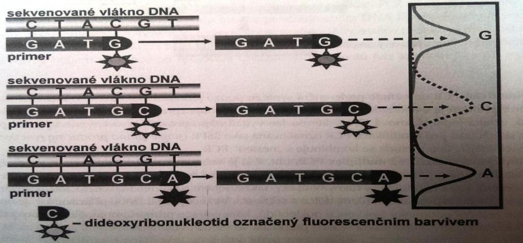 Sangerova metoda je založena na schopnosti DNA polymerázy přiřazovat komplementární báze k vláknům vyšetřované DNA ve směru 5 3.