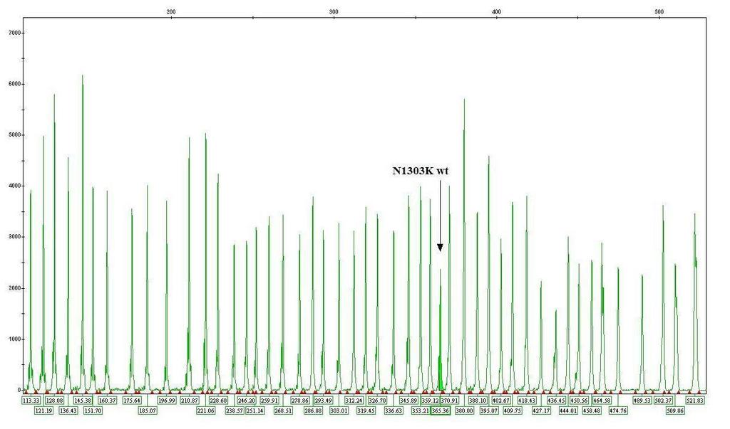 Praktická část Obr. č. 9. Detekce mutace N1303K v heterozygotním stavu pomocí kitu ELUCIGENE CF-EU2.