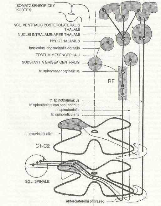 2.3.2.2 Anterolaterální systém Zprostředkovává přenos čití o bolesti, teplu a chladu, dále přenáší i malou část taktilních informací. Do tohoto systému se řadí tři dráhy.