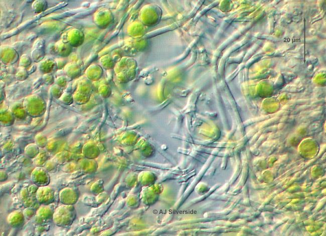 The population studies on lichenized Trebouxia species indicated that the distribution of particular genotypes is particularly