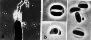 Microascales Ophiostoma polonicum, O.