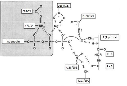 fosforylován. Kyslík hydroxylové skupiny serinu nebo treoninu pak nukleofilním atakem napadá terminální fosfát z ATP (Kornev et al. 2006).