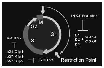 Inhibitory CDK: rodina Cip/Kip p21 Cip1, p27 Kip1,