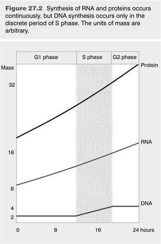 Syntéza makromolekul během buněčného cyklu během interfáze je syntéza RNA a proteinů relativně konstantní během mitózy klesá syntéza