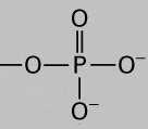 Proč je fosforylace tak běžným mechanismem regulujícím aktivitu proteinů?