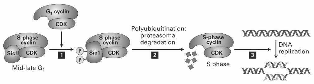 Kontrola přechodu G1/S u kvasinek S-fázové komplexy cyklin/cdk se hromadí ve fázi G1, ale jsou inhibovány inhibitorem S-fáze Sic1 (zabránění iniciace S-fáze dokud na ni není buňka zcela připravena) v