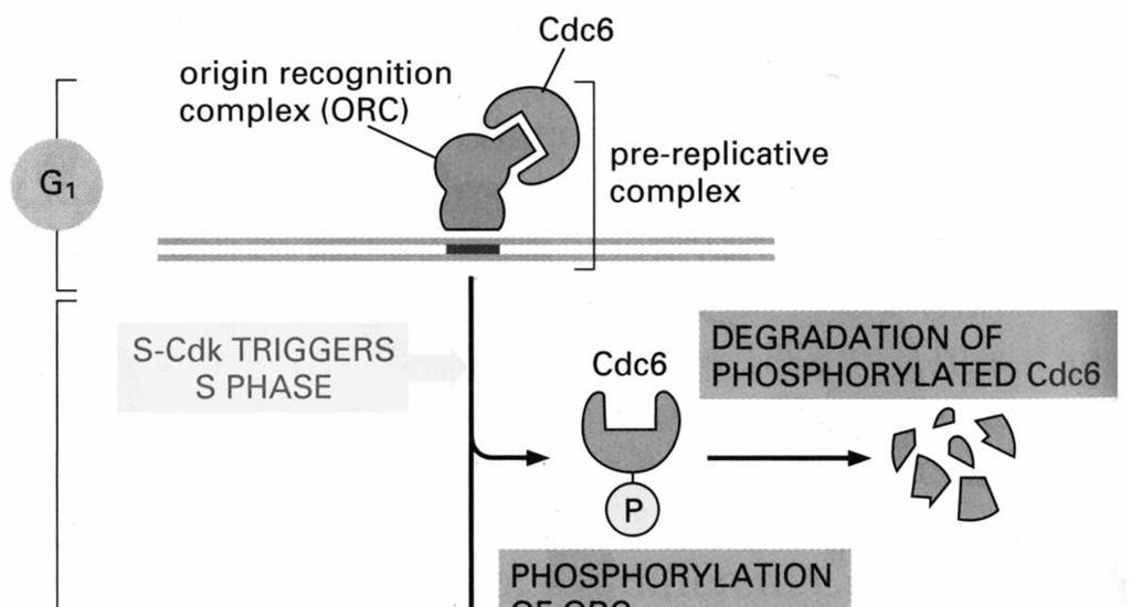 Zajištění iniciace a zabránění opakování replikace v rámci jednoho cyklu na místa ori DNA se stabilně váže komplex proteinů ORC ( origin recognition complex ) slouží jako místo vazby regulačních