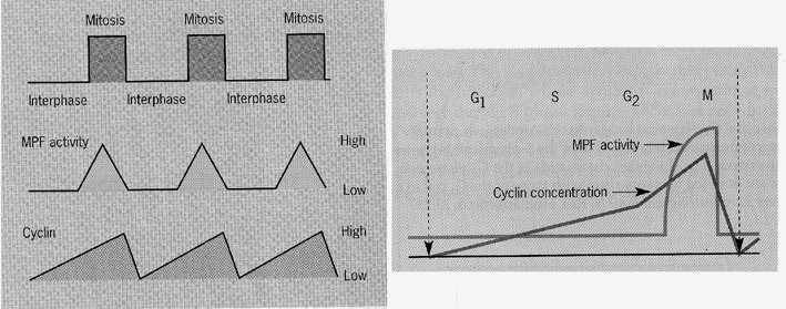 Hladina cyklinu B určuje aktivitu MPF vysoká hladina cyklinu B vysoká aktivita MPF nízká