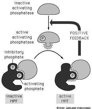 Pozitivní zpětná vazba: aktivovaný MPF aktivuje další komplexy MPF Substrátem MPF je aktivační fosfatáza, která odstraňuje inhibiční fosfátové skupiny a tak aktivuje další
