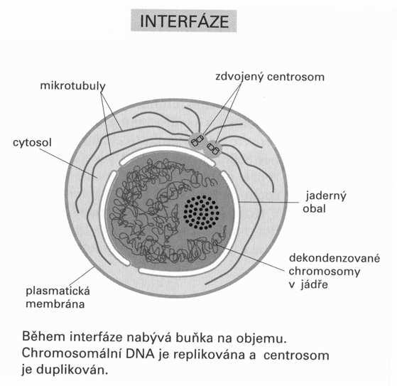 Interfáze tvoří většinu cyklu: hodiny, dny, týdny nebo delší období podle buněčného typu růst buňky výrazná