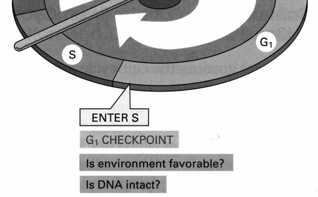 růstových faktorů (mitogenů) celistvosti DNA Kontrolní bod G2 Průchod