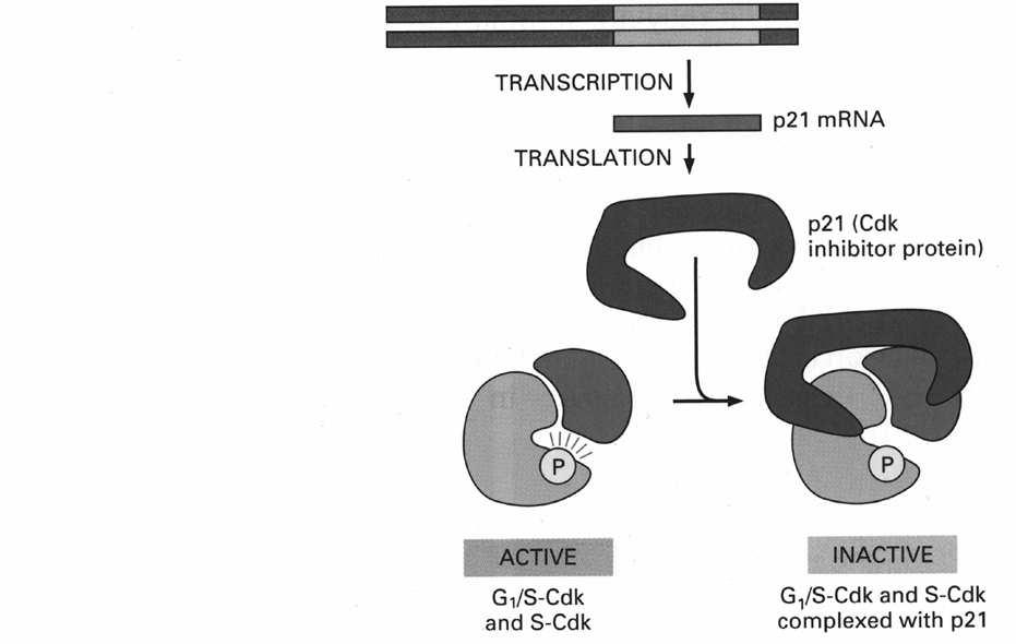 Mechanismus: - poškození DNA - aktivace kináz fosforylujících p53 -