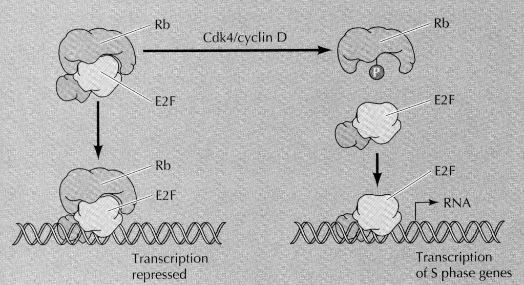 Mitogeny uvolňují brzdící účinek Rb Aktivují signální dráhy, které vedou k tvorbě aktivních komplexů cyklinů a Cdk pro fáze G1 a G1/S.