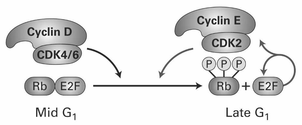 Regulace aktivity E2F: pozitivní zpětná vazba Buňky ve fázi G0: Rb blokuje aktivitu E2F Stimulace buněk mitogeny: indukce exprese CDK4,CDK6, cyklinů D a E2F