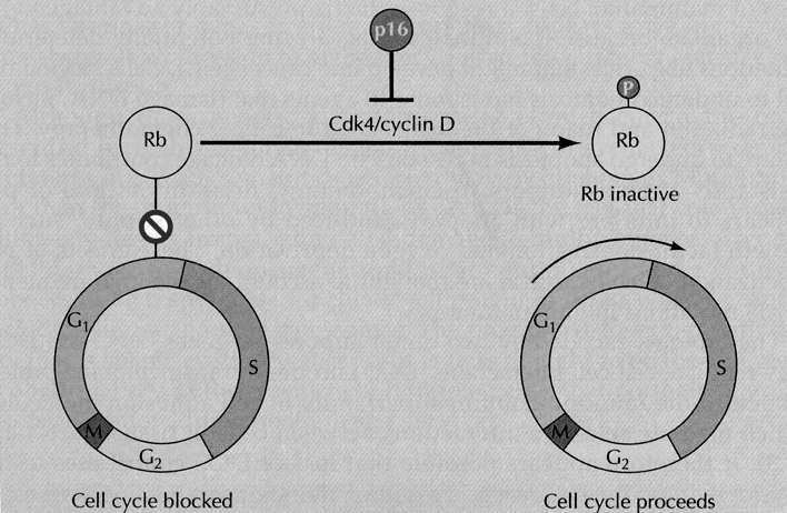 p16 INK4A (=p16) schopnost vazby ke komplexu CDK4-cyklin D a inhibice kinázové aktivity CDK4 inhibice fosforylace CDK4 kinázou CAK inhibice