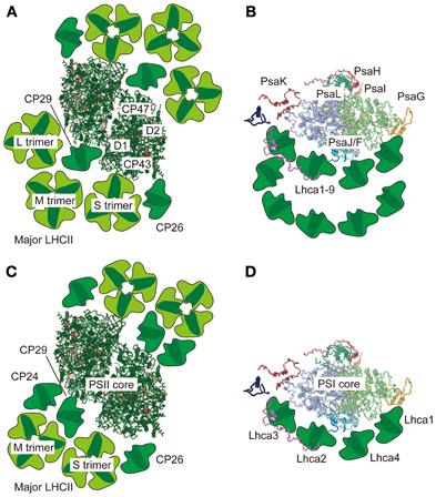 Obrázek 1.12: Schéma organizace superkomplexů PSII-LHCII a PSI-LHCI v zelených řasách a cévnatých rostlinách. Pohled shora na superkomplexy PSII-LHCII (A) a PSI-LHCI (B) řasy C. reinhardtii.