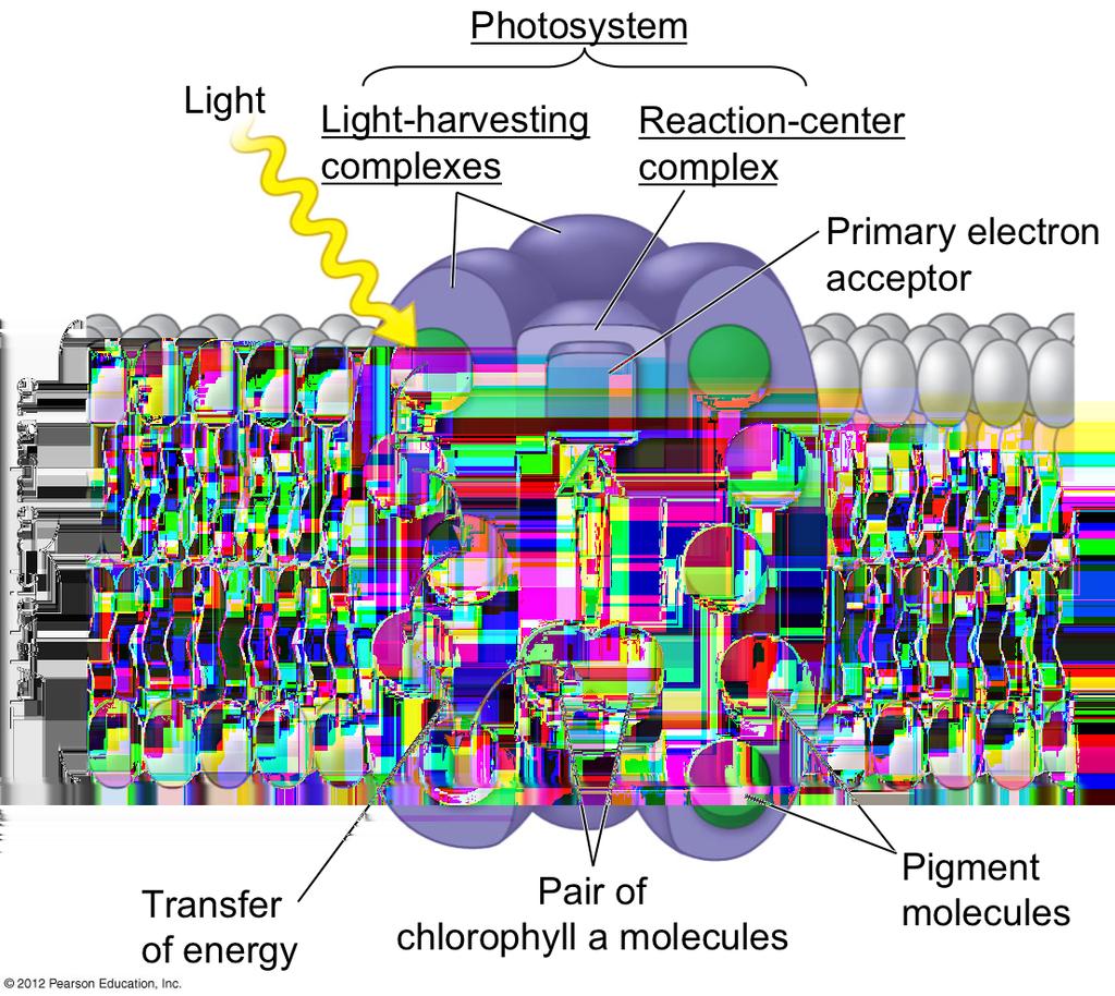 Obrázek 1.2: Schéma fotosystému tvořeného reakčním centrem a světlosběrným komplexem [5].