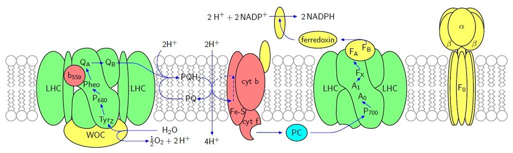 membránu, ve stromatu, kde se za pomocí produktů předchozích fází (NADPH a ATP) redukuje oxid uhličitý na organické sloučeniny sacharidového typu [1]. Obrázek 1.