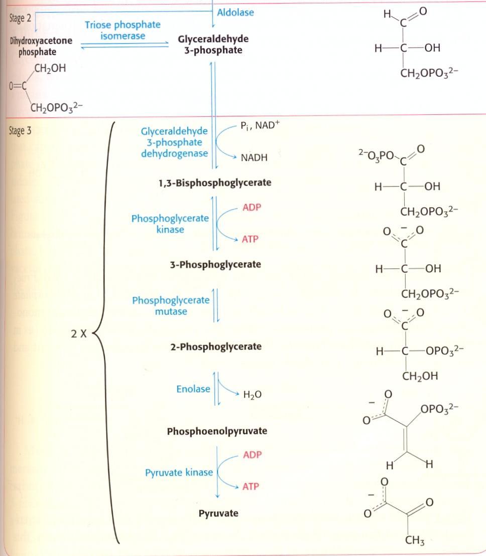 Glykolýza