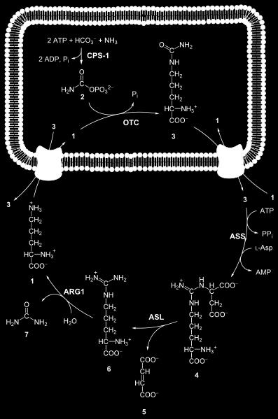 citrullin ornithin arginin kys.