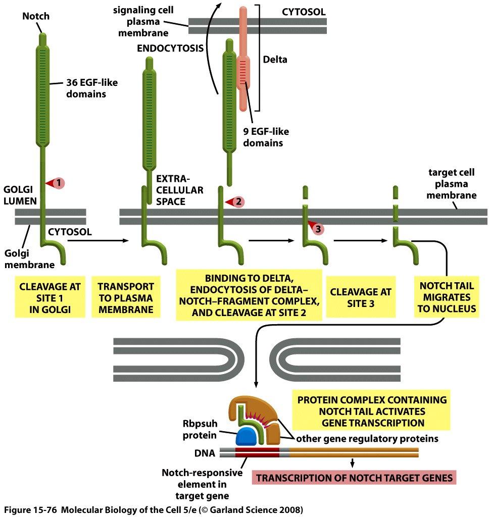 Vazba Notch-Delta Notch/Delta signalizace Extracelulární štěpení Notch,