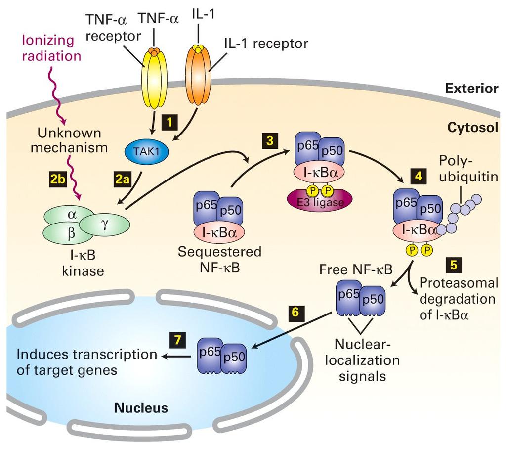 NF-kappaB signalizace obr.: Lodish et al.: Molecular Cell Biology, 5. vyd., W.H.Freeman & Co., N.Y. 2004.