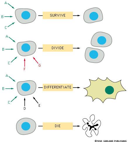 Apoptotické signální dráhy Konstitutivně přítomné v každé buňce Aktivace Nedostatek signálů pro přežití (.