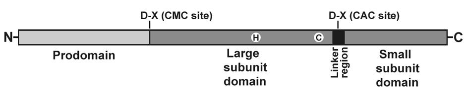 Kaspázy (Cysteine ASpartate ProteASES) Vlastní vykonavatelé apoptotické smrti Proteázy s cysteinem v aktivním místě Specificky štěpí cílové proteiny vždy za určitou asparagovou kyselinou V každé