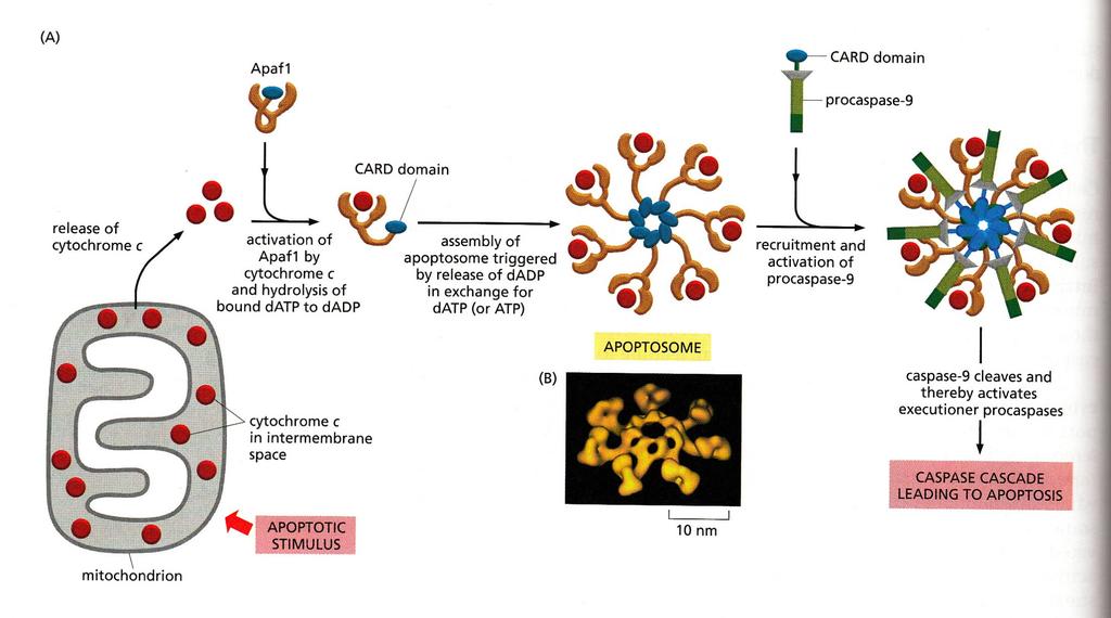 Úloha mitochondrií v buněčné smrti Uvolnění proapoptotických faktorů z intermembránového prostoru: cytochrom c AIF (apoptosis inducing factor) Smac/Diablo (inhibitor IAPs) prokaspázy Narušení buněčné