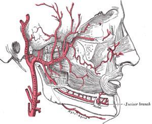 Arteria maxillaris spatium prestylodeium uvnitř glandula
