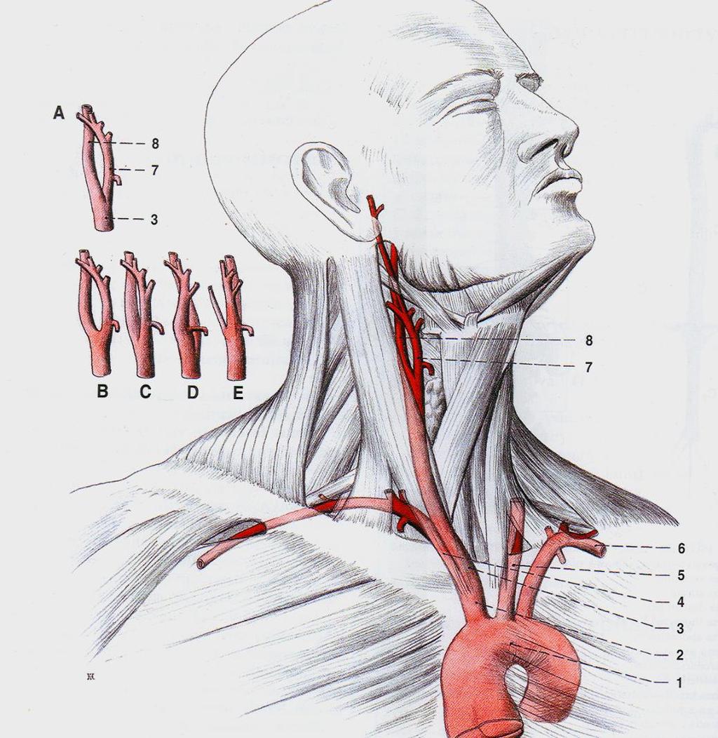 Arcus aortae levostranný 3 větve: truncus brachiocephalicus a.