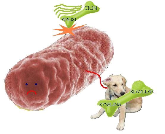 Inhibitory betalaktamáz 2 Má-li však laktamáza na výběr