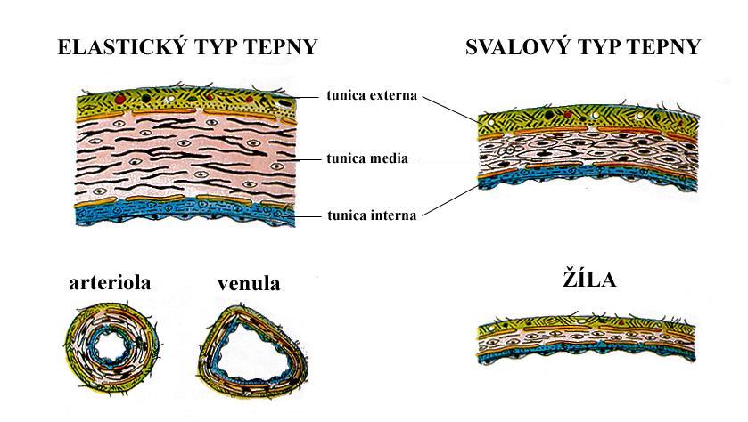 Elastické tepny aorta, truncus pulmonalis, a.