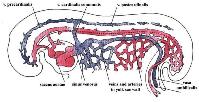 Arteriae omphalomesentericae více párových tepen zásobují žloutkový vak (vitellinae)