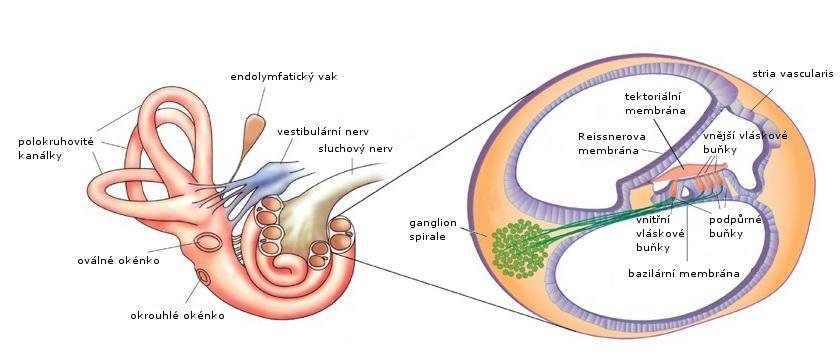Obr. 1.1: Stavba vnitřního ucha [6] 1.2 Sluchové poruchy Poruchy sluchu se dělí na dvě základní skupiny, a to skupinu převodních (konduktivních) vad a skupinu vad percepčních.
