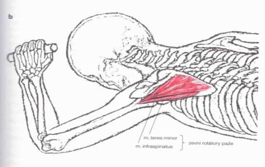 Ventrální svalové spojení hrudníku s ramenem se uskutečňuje prostřednictvím m. pectoralis major.