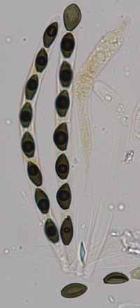 Teleomorfa - základní počet askospor ve vřecku je 8 - možná redukce až