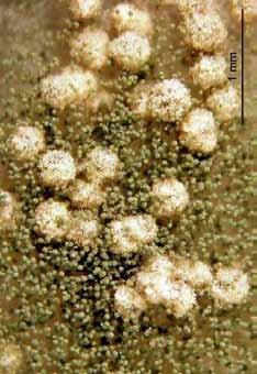 Pezizomycotina Eurotiomycetes