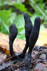 bílé hniloby dřeva - Xylaria, Hypoxylon Xylaria polymorpha -