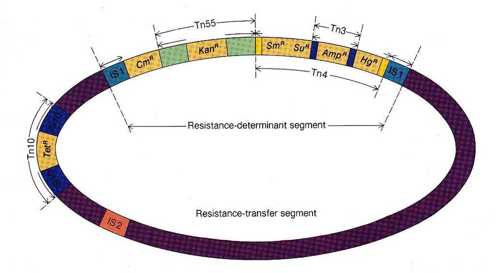 regulace v nadbytku Degradace antitoxinu proteázami Proteiny pro replikaci