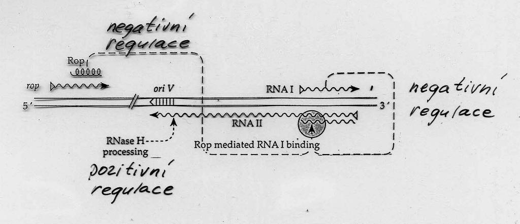 REGULACE REPLIKACE PLAZMIDU ColE1 RNAI (inhibitor) je syntetizován konstitutivně a ve vyšší koncentraci než než preprimerová RNAII.