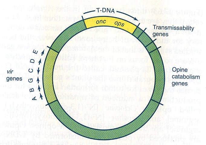 Struktura Ti-plazmidu A.