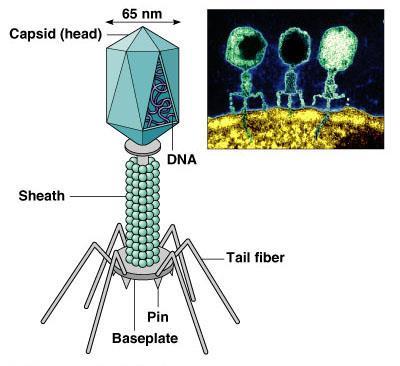 Viry kapsid Binární symetrie kapsidu - Především bakteriofágy - Hlavička ikozaedrální symetrie, obsahuje nukleovou kyselinu -