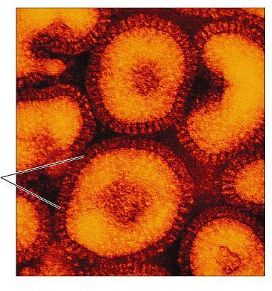Viry - struktura Obal virů - Přítomen u větších virů, neobalené viry chráněny pouze kapsidou