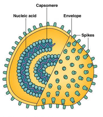 z glykoproteinů, nápadné výčnělky - Některé viry v obalu charakteristické proteiny např.