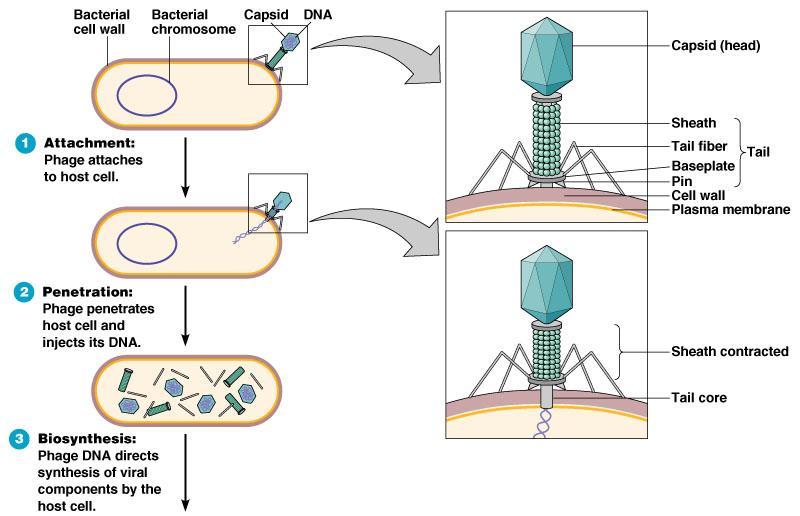 Viry reprodukce bakteriofágů Lytický cyklus Buněčná stěna bakterie Chromosom Kapsid DNA T4 bakteriofág u Escherichia coli Kapsid Adsorpce