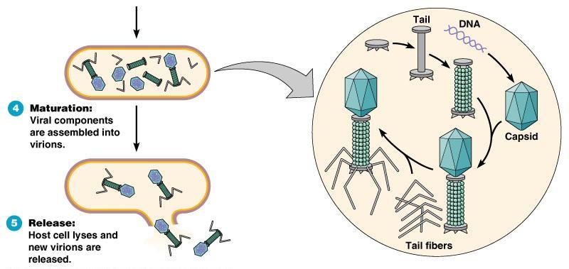 Viry reprodukce bakteriofágů Lytický cyklus DNA Maturace Kapsid Uvolnění