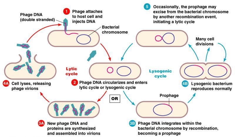 Viry reprodukce bakteriofágů Lyzogenní cyklus Fágová DNA Adsorpce fága, injekce DNA Bakteriální chromosom Uvolnění profága z chromosomu, začátek lytického cyklu Mnohonásobné dělení buňky Lyze buňky,