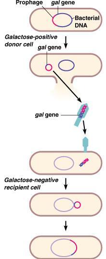 Viry reprodukce bakteriofágů Lyzogenní cyklus Profág gen gal Profág v hostiteli využívajícím galaktosu Gal + donorová buňka Vystřižení fágového genomu, nese gen gal Maturace fága a lyze