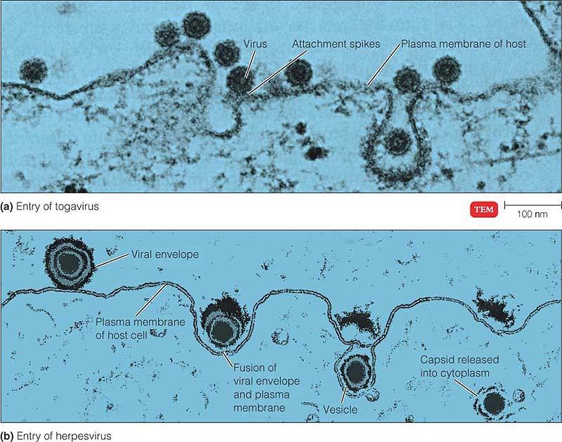 Viry reprodukce živočišných virů Vazba virionu na povrch hostitelské buňky